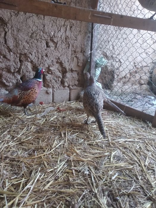 Kavkaz qirg'ovulla sotiladi