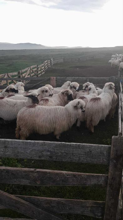 Oi tinere bune de ținut