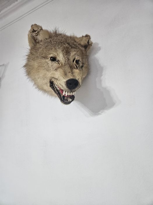 Продается чучело