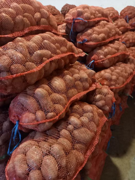 Cartofi consum rosu si alb