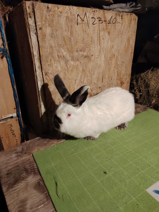 Vând mascul californian