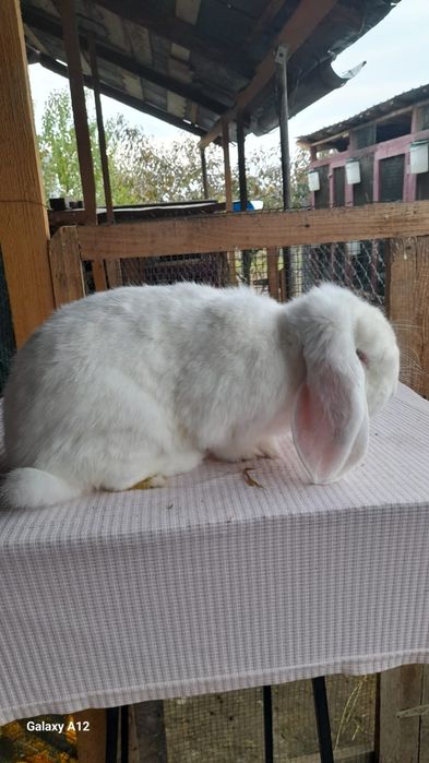 Femele berbec german