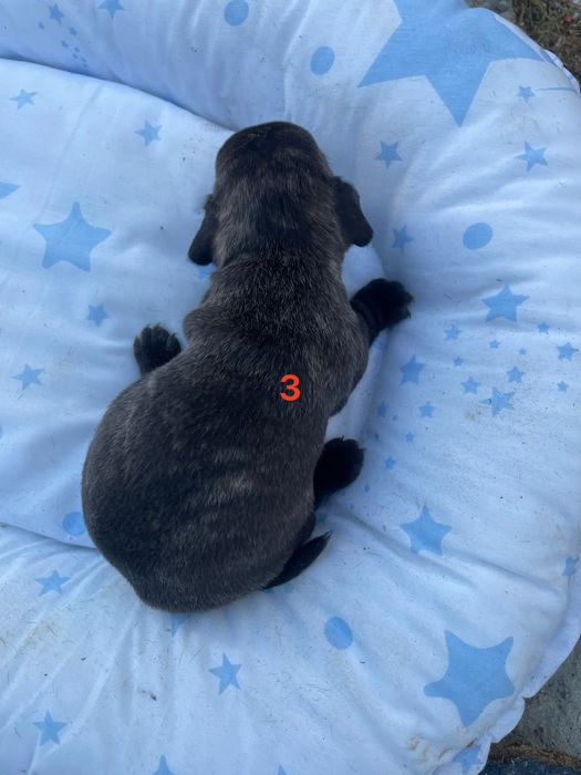 Малки кученца френски булдог