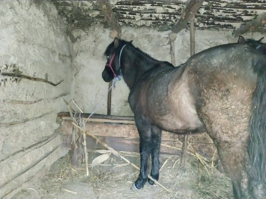 Mânză de vanzare