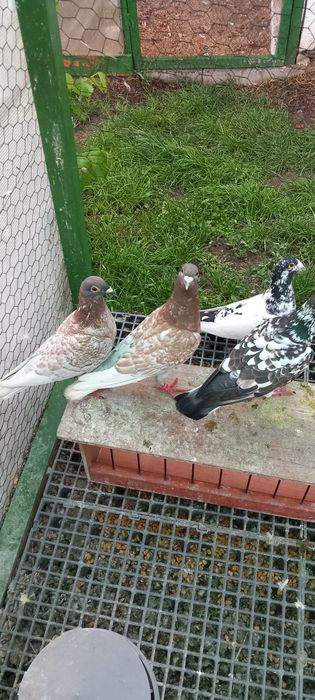 Voiajori genetica culori rare