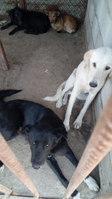 Потеряшки найденные  ищат хозяина или нового в добрые руки