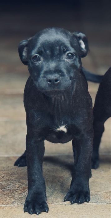 Staffordshire Bull Terrier femela