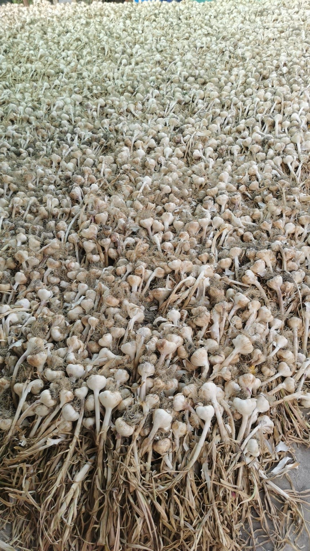 Usturoi de vânzare urmează și ceapa