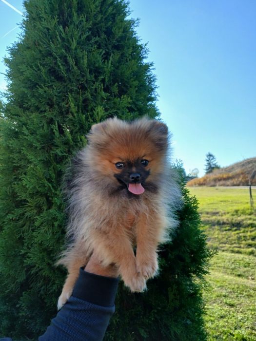 Померан/померанче