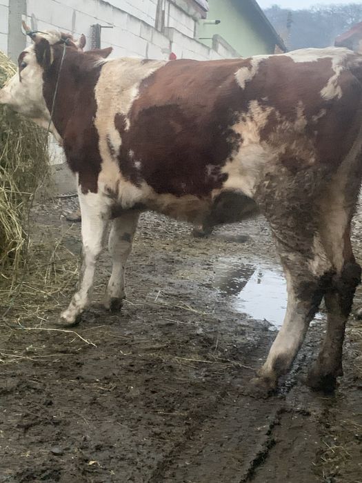 De vnzare juninca baltată