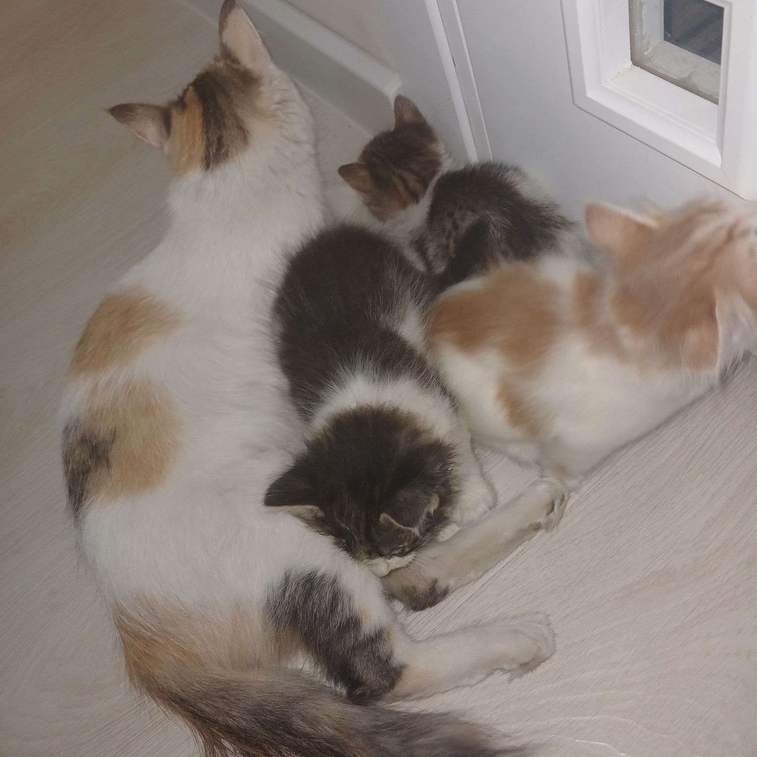 Отдам даром семью кошки и котят в добрые руки