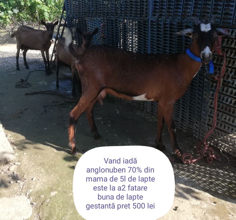 Vând 7 capre și un țap