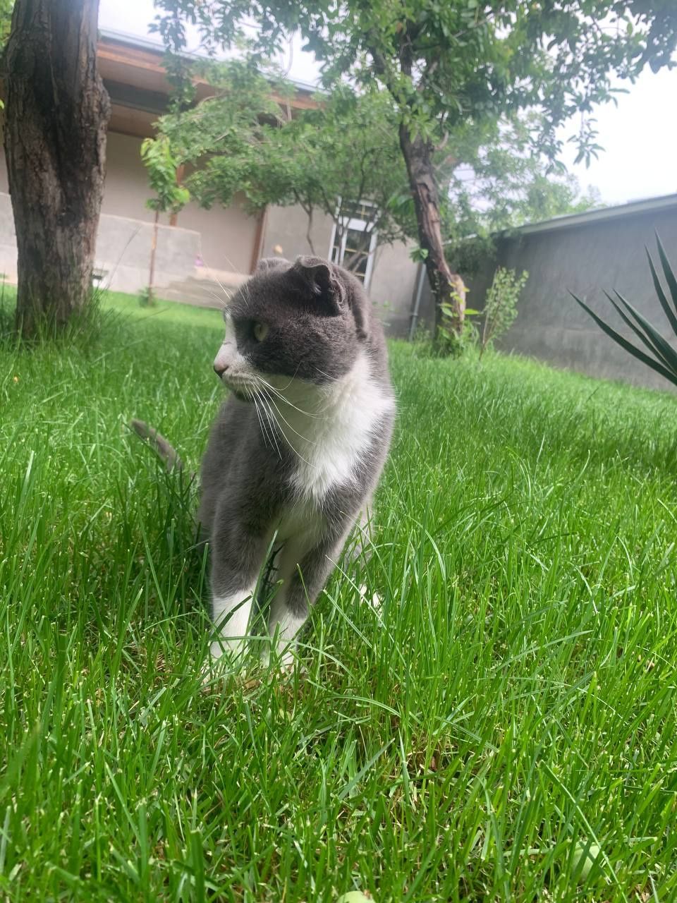 Scottish fold erkak