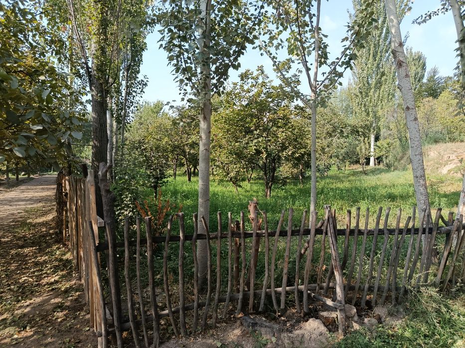 Бог мевали дарахти