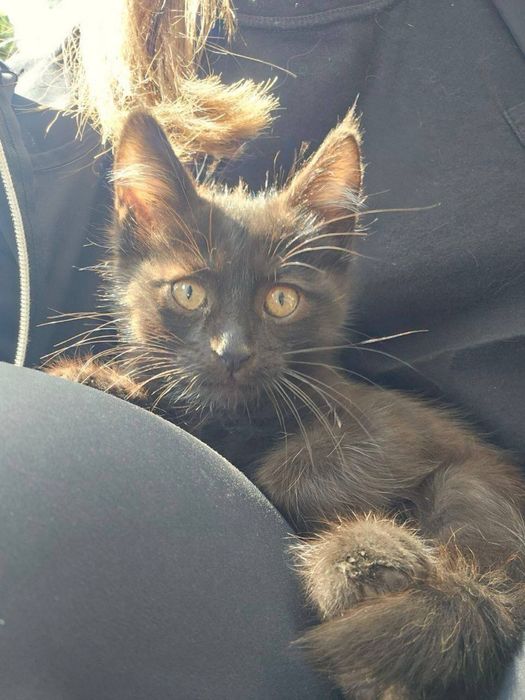 Филя в поисках дома! Ташкент!