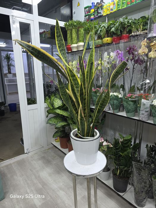 Продается Сансевиерия