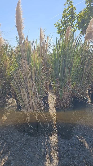 iarba de pampas