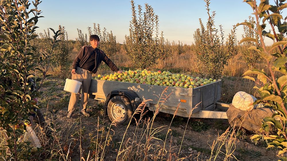 Продам яблоки сорт зимний