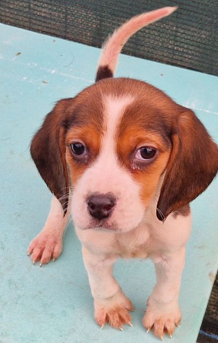 Beagle tricolor fetita