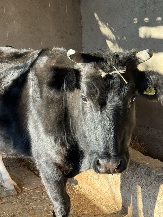 Продам местную стельную корову