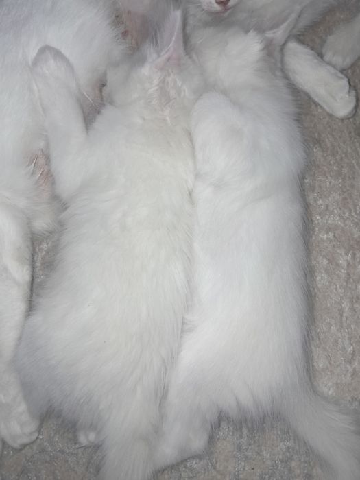 Өте әдемі әппәқ бұлттай мысықтар