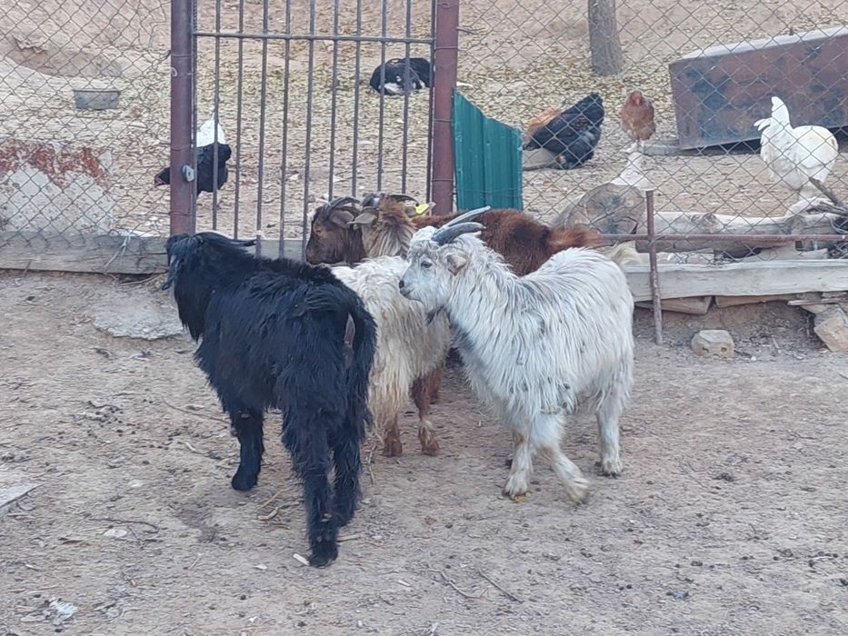 Еркек теке лақтар сатылады