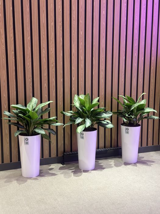 Цветы для офиса и дома в горшках оптом