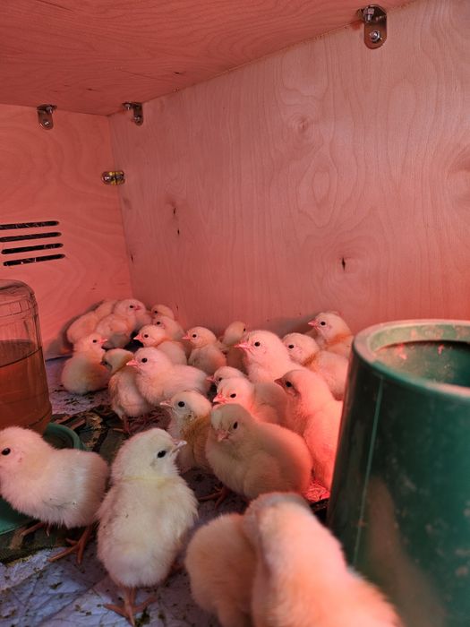 Адлер тауығының балапандары