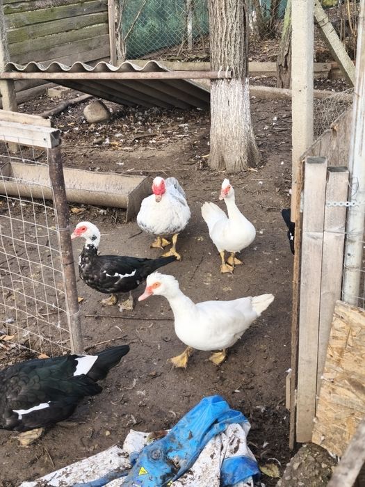 Rațe mute leșești tineret familie 9