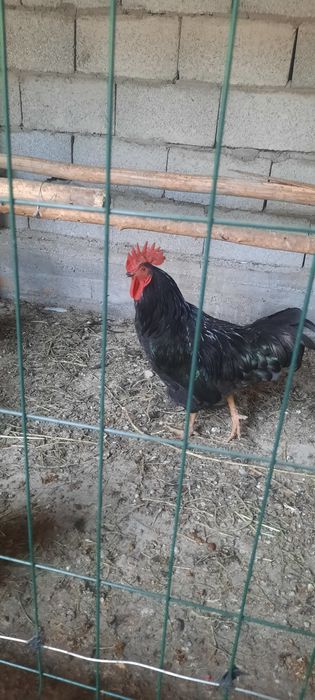 Xoʻroz 1 yilik  kelishamiz