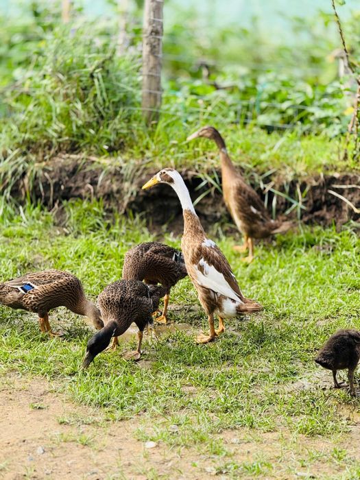 Vand rate alergatoare indiene asiatice pret redus