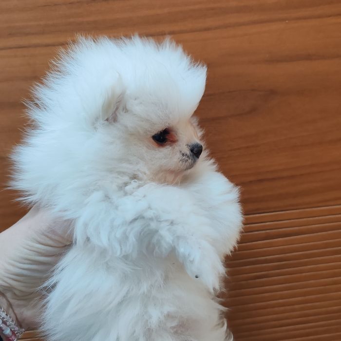 Cățel pomeranian