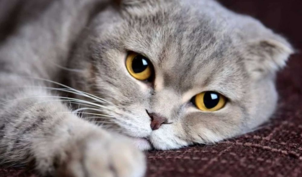 Scottish fold erkak mushuk