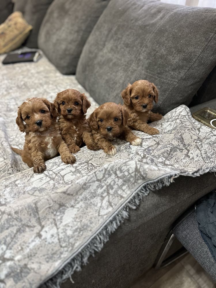 Кавапу-Cavapoo.