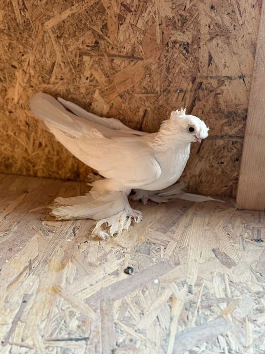 Двухчубая голубка