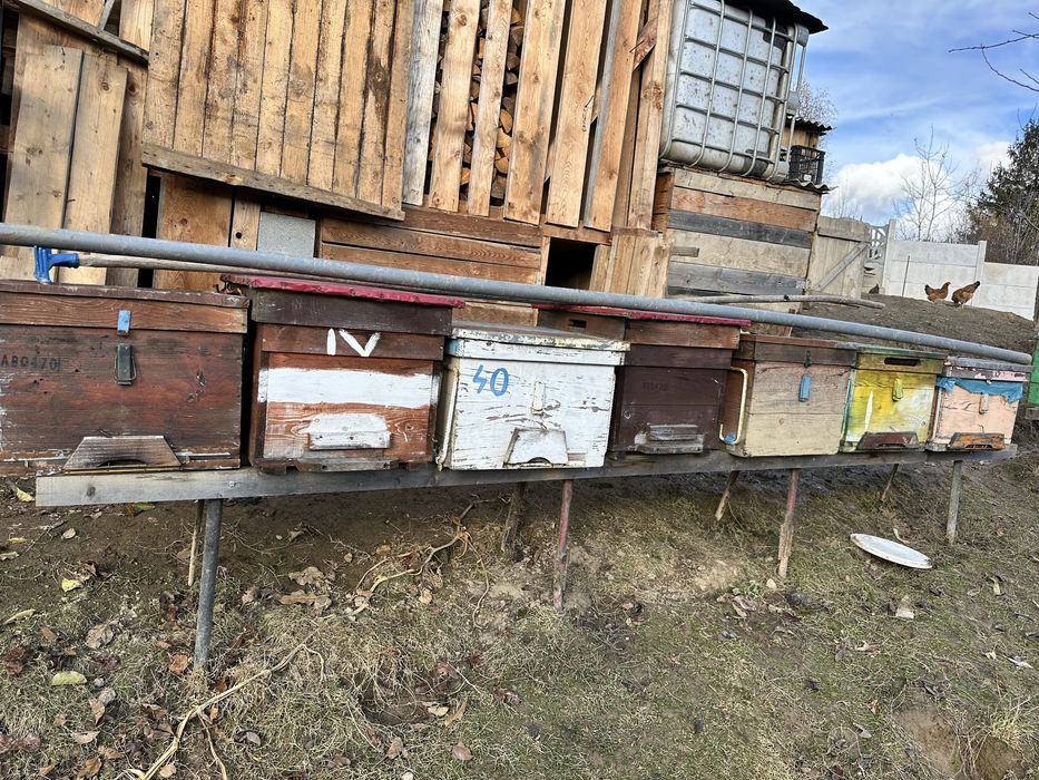 Lazi pentru albine pe 12 rame