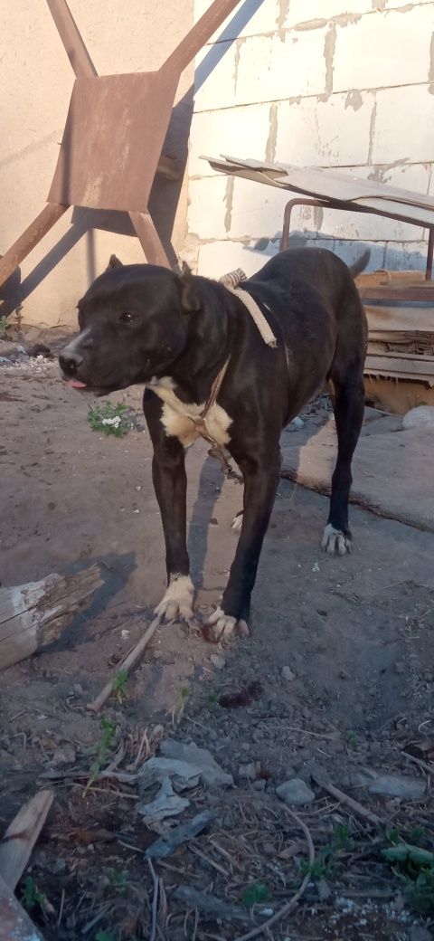 Pid bull Sotiladi