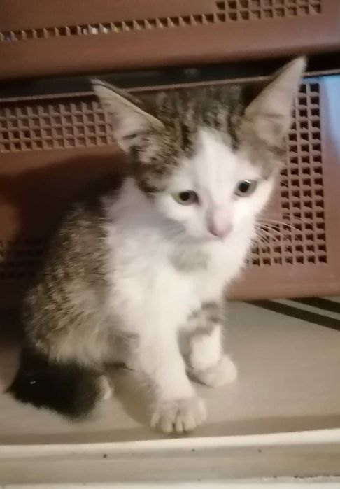 Малки котета си търсят дом