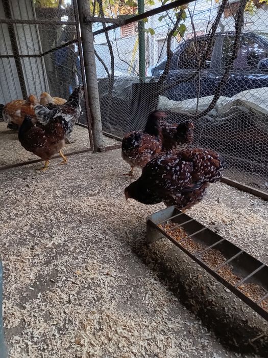 Vând familie wyandotte porțelan