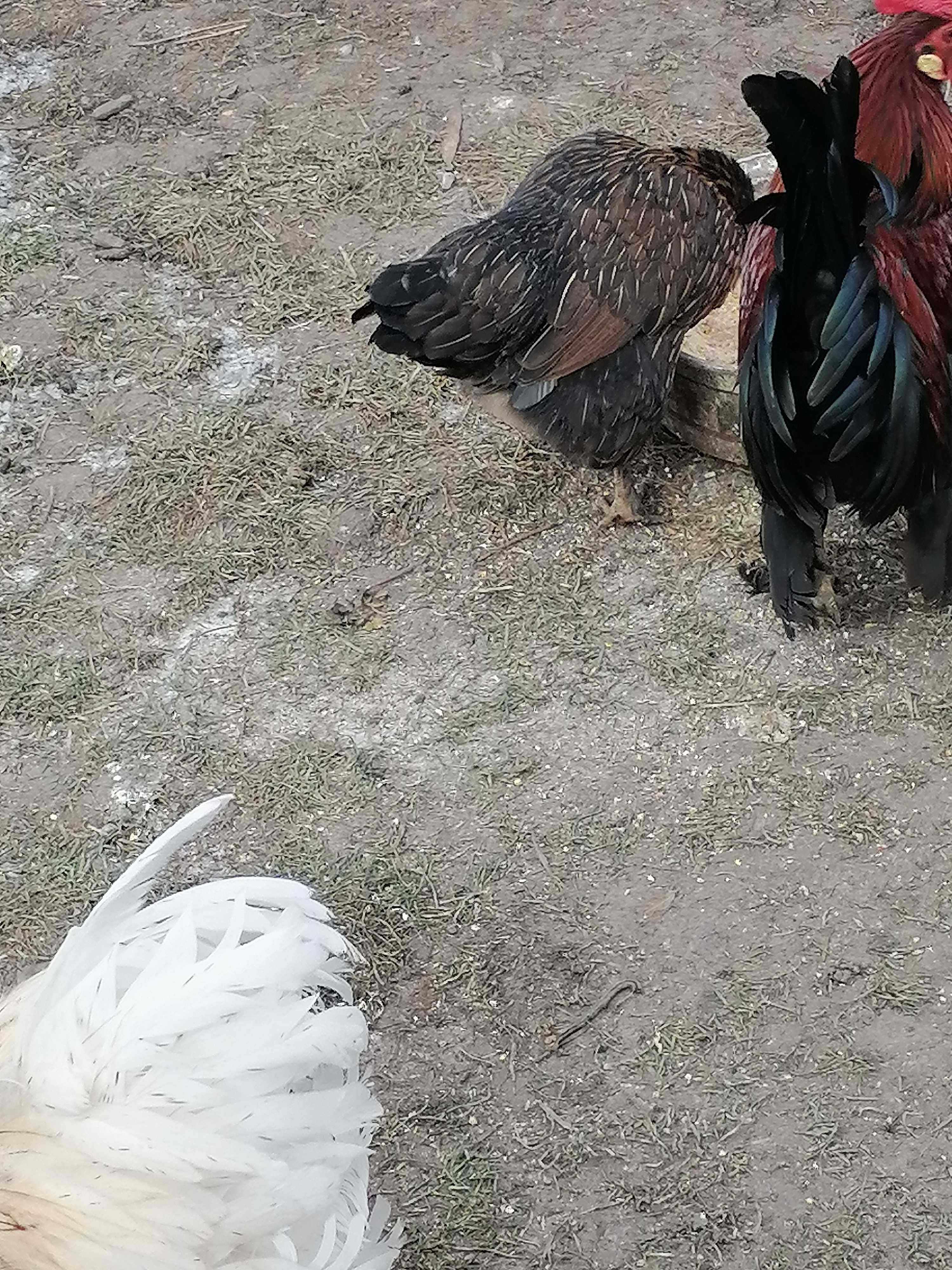 Doua perechi - găină și cocoș pitici