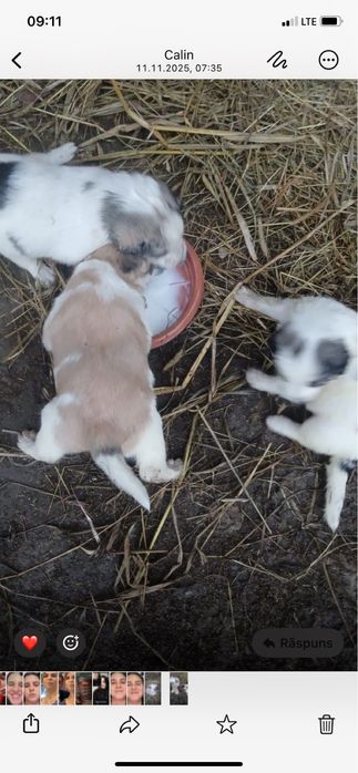 Donez catelusi foarte dragalasi