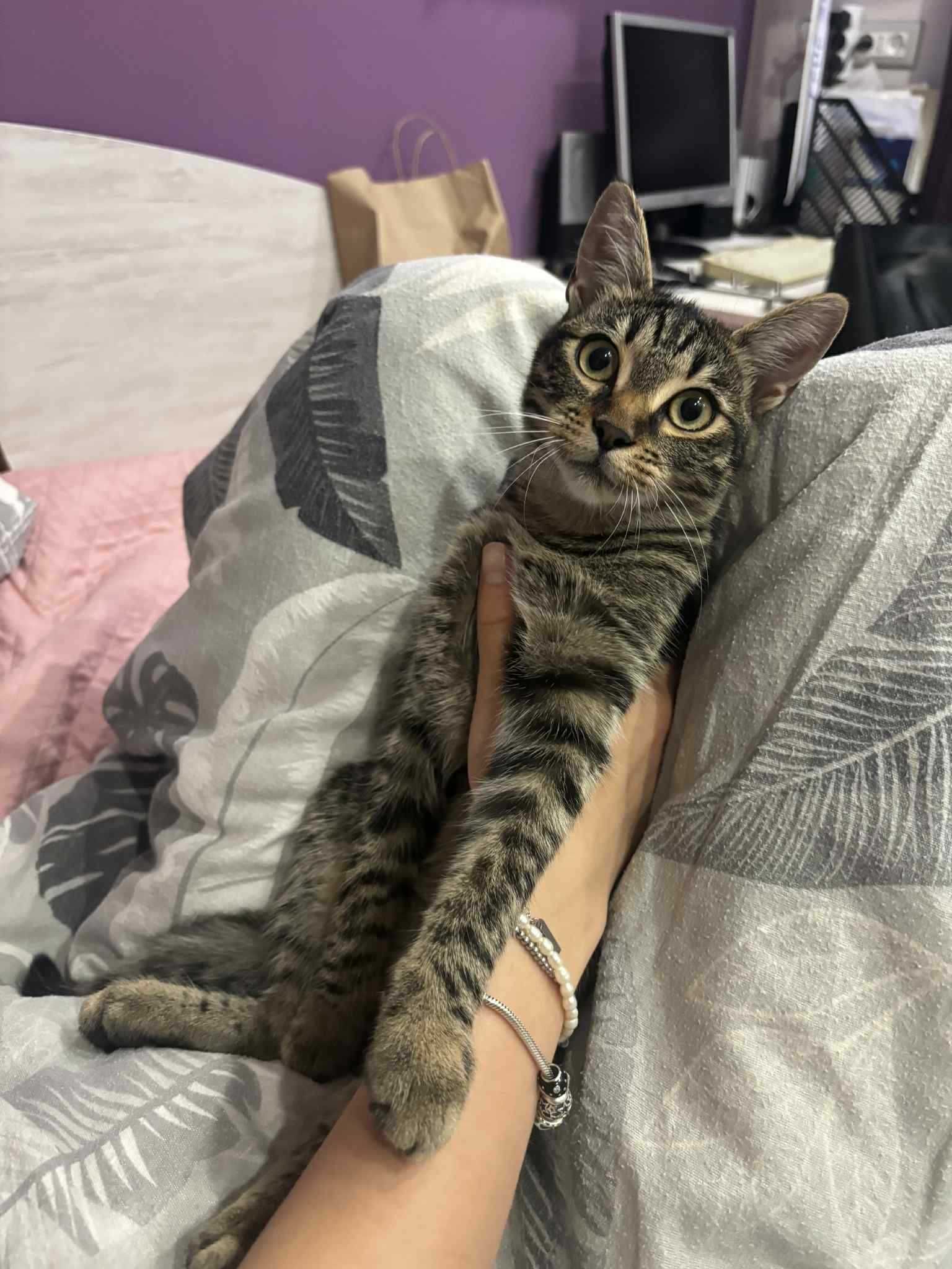 Подарявам женско коте