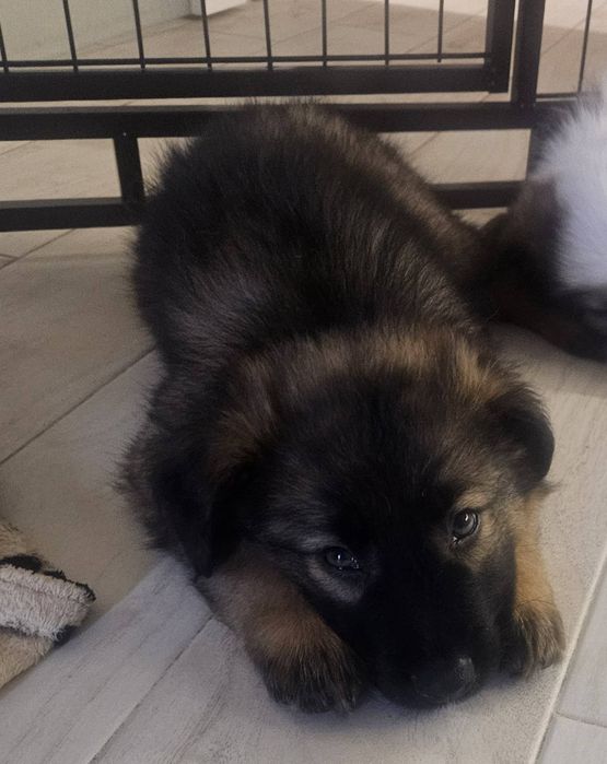 Кученца за осиновяване