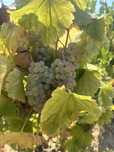 Struguri pentru vin productie 2025