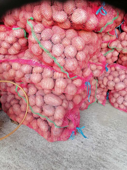 Cartofi consum si animale