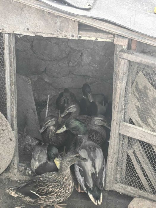 Продавам Юрдеци мъжки и женски !