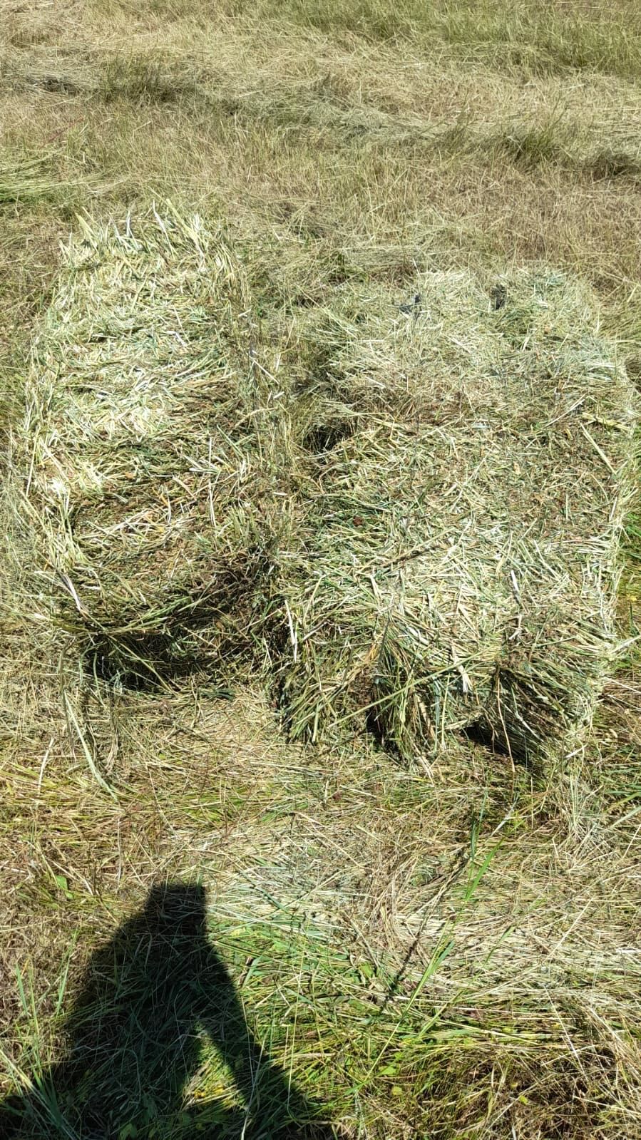 Baloți de LUCERNĂ cu fân din FLORI DE CÂMP și ovăz verde