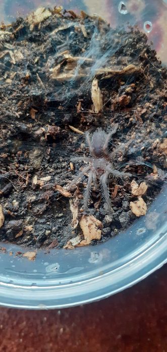 Puii Tarantula Neagra Chilobrachys
