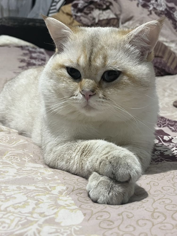 Кот поинтовая шиншила