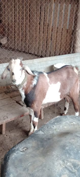 Англонуб теке 50 мың